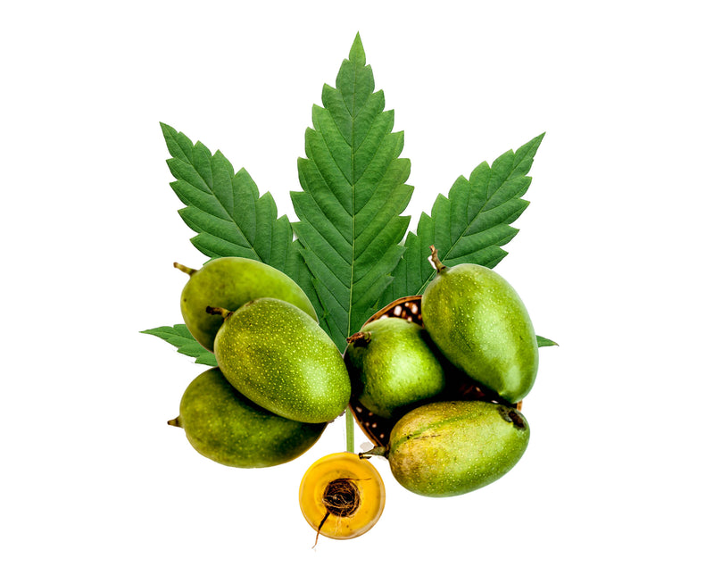 1 Gallon Infused Mango Oil