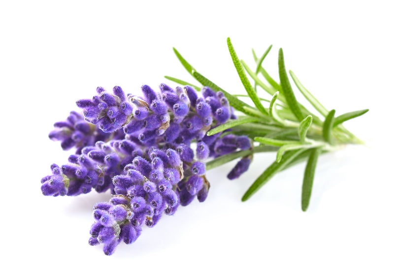 Hemp Infused Wax Melts Lavender