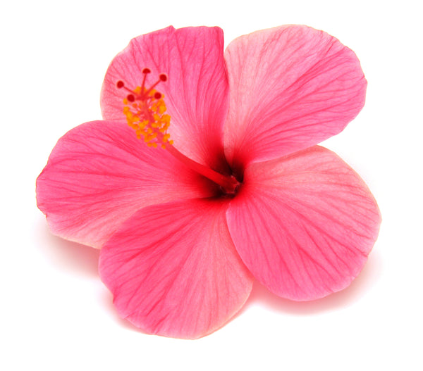 Infused Pink Hibiscus Scent Oil
